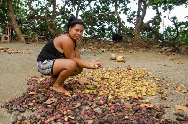En Baracoa es usual secar las almendras para obtener su fruto con el que preparan diferentes platos. Is common in Baracoa people dry almonds to obtain the mass inside for prepare differents dishes.
