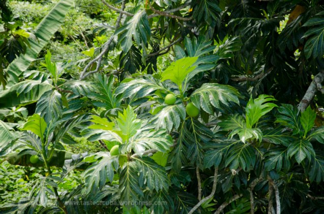 Bread tree, Árbol del pan